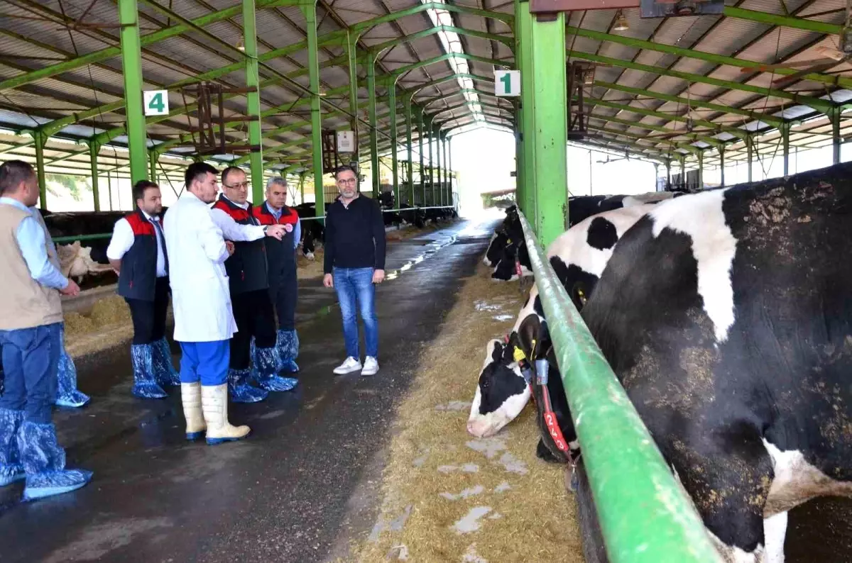Denizli’de Şap Aşılama Kampanyası Başladı